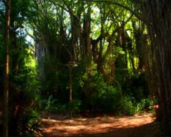 A variety of tree species including coconut palms, Cordia subcordata, Pandanus victorious and Hernandia strokes found here. About 51 species of flower
